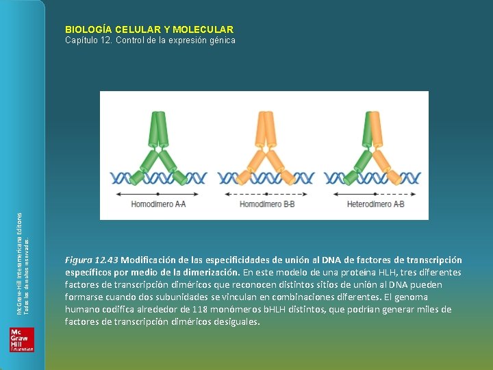 BIOLOGÍA CELULAR Y MOLECULAR Todos los derechos reservados. Mc. Graw-Hill Interamericana Editores Capítulo 12.