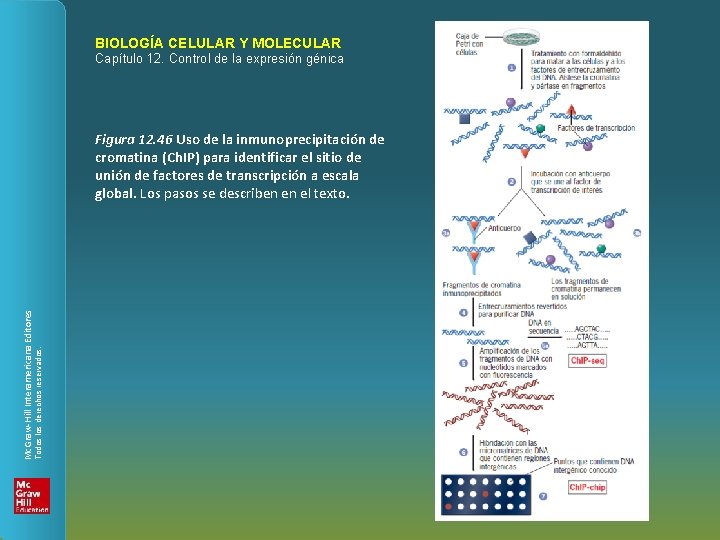 BIOLOGÍA CELULAR Y MOLECULAR Capítulo 12. Control de la expresión génica Todos los derechos