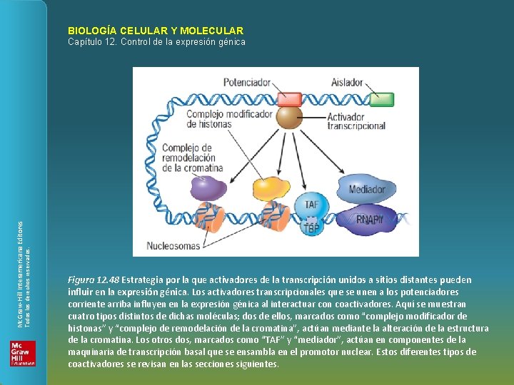 BIOLOGÍA CELULAR Y MOLECULAR Todos los derechos reservados. Mc. Graw-Hill Interamericana Editores Capítulo 12.