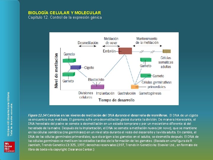 BIOLOGÍA CELULAR Y MOLECULAR Todos los derechos reservados. Mc. Graw-Hill Interamericana Editores Capítulo 12.