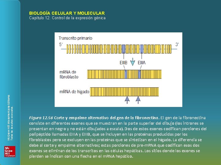 BIOLOGÍA CELULAR Y MOLECULAR Todos los derechos reservados. Mc. Graw-Hill Interamericana Editores Capítulo 12.