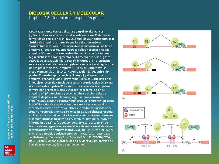 BIOLOGÍA CELULAR Y MOLECULAR Todos los derechos reservados. Mc. Graw-Hill Interamericana Editores Capítulo 12.