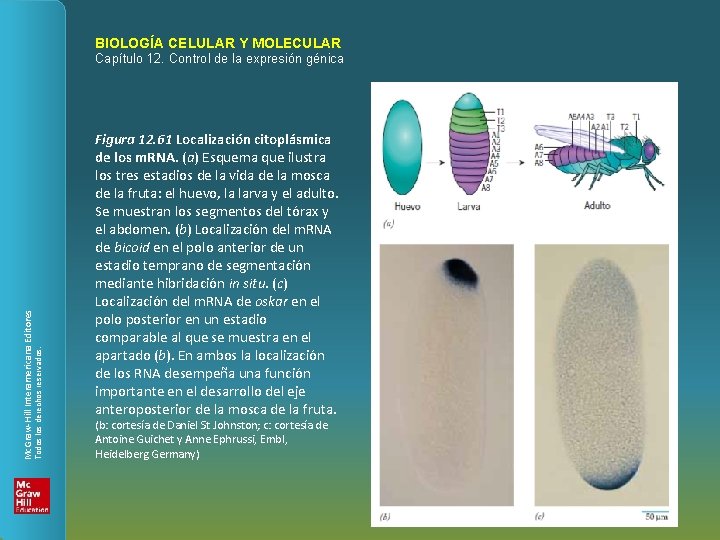 BIOLOGÍA CELULAR Y MOLECULAR Todos los derechos reservados. Mc. Graw-Hill Interamericana Editores Capítulo 12.