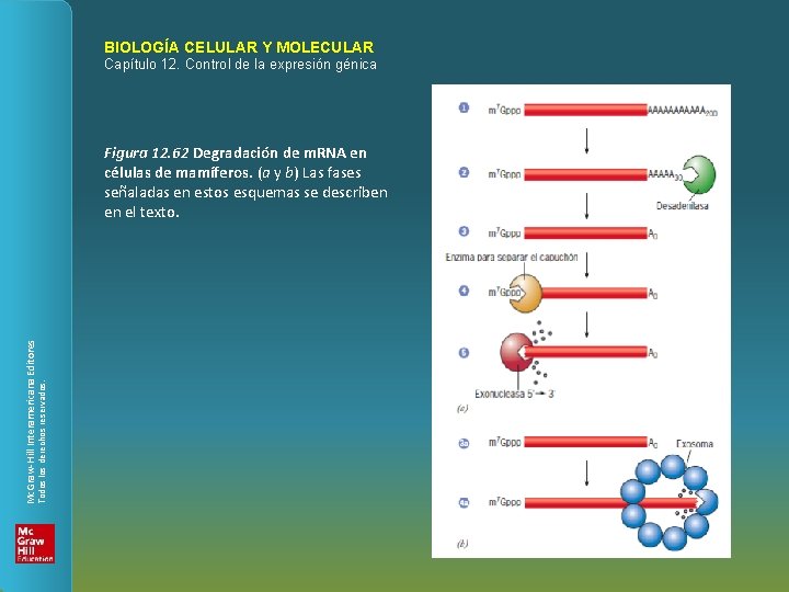 BIOLOGÍA CELULAR Y MOLECULAR Capítulo 12. Control de la expresión génica Todos los derechos