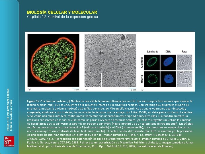 BIOLOGÍA CELULAR Y MOLECULAR Todos los derechos reservados. Mc. Graw-Hill Interamericana Editores Capítulo 12.