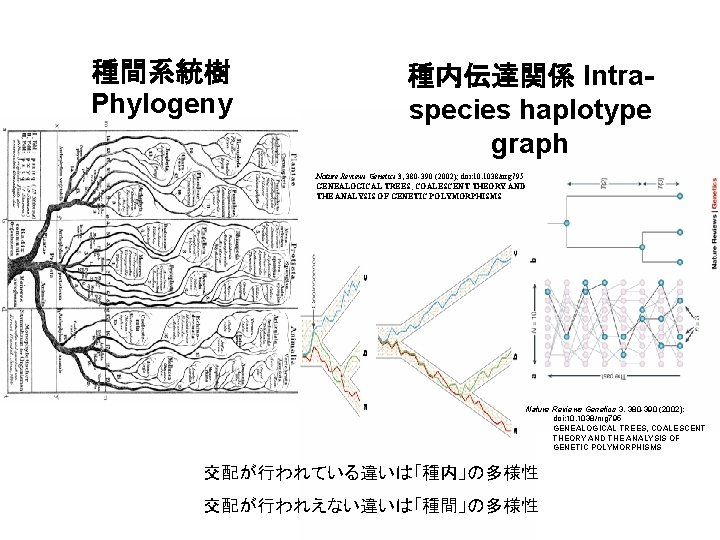 種間系統樹 Phylogeny 種内伝達関係 Intraspecies haplotype graph Nature Reviews Genetics 3, 380 -390 (2002); doi: