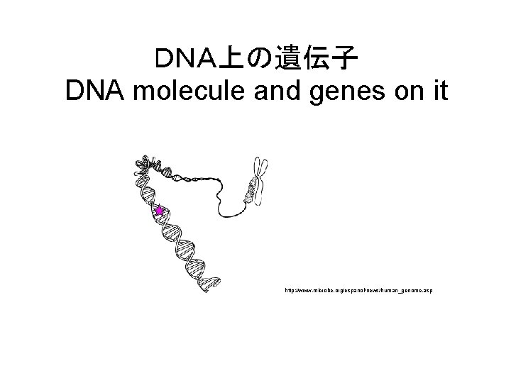 ＤＮＡ上の遺伝子 DNA molecule and genes on it http: //www. microbe. org/espanol/news/human_genome. asp 
