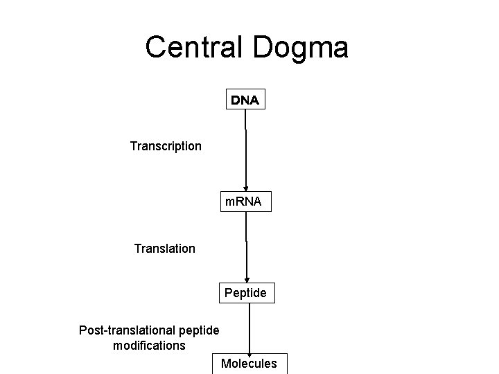 Central Dogma ＤＮＡ Transcription m. RNA Translation Peptide Post-translational peptide modifications Molecules 