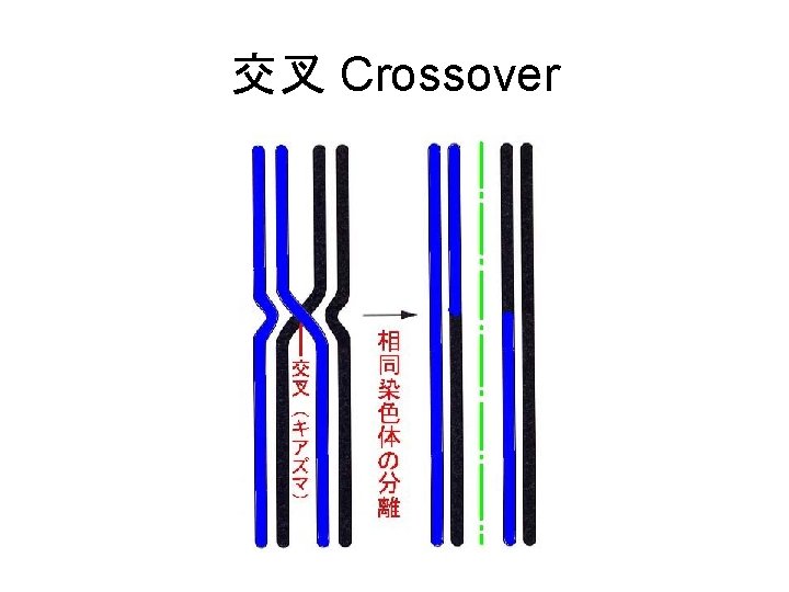 交叉 Crossover 