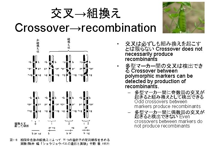 交叉→組換え Crossover→recombination • • 交叉は必ずしも組み換えを起こす とは限らない Crossover does not necessarily produce recombinants 多型マーカー間の交叉は検出でき る