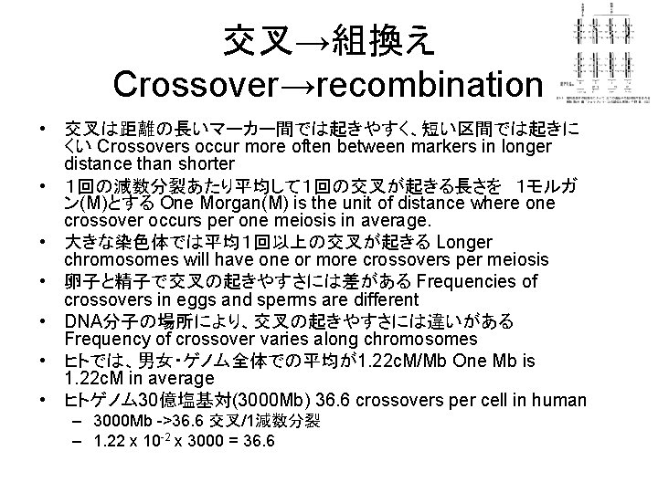 交叉→組換え Crossover→recombination • 交叉は距離の長いマーカー間では起きやすく、短い区間では起きに くい Crossovers occur more often between markers in longer distance