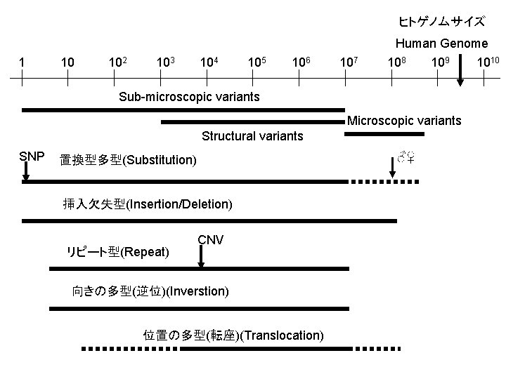 ヒトゲノムサイズ Human Genome 1 10 102 103 104 105 106 107 108 109 Sub-microscopic