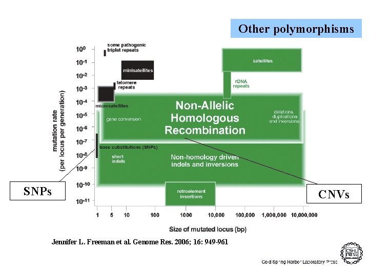 Other polymorphisms SNPs Jennifer L. Freeman et al. Genome Res. 2006; 16: 949 -961