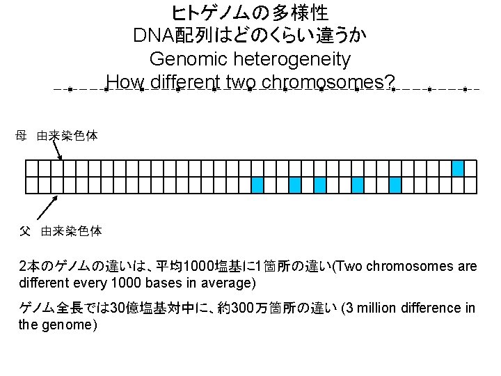 ヒトゲノムの多様性 DNA配列はどのくらい違うか Genomic heterogeneity How different two chromosomes? 母 由来染色体 0 0 0 0