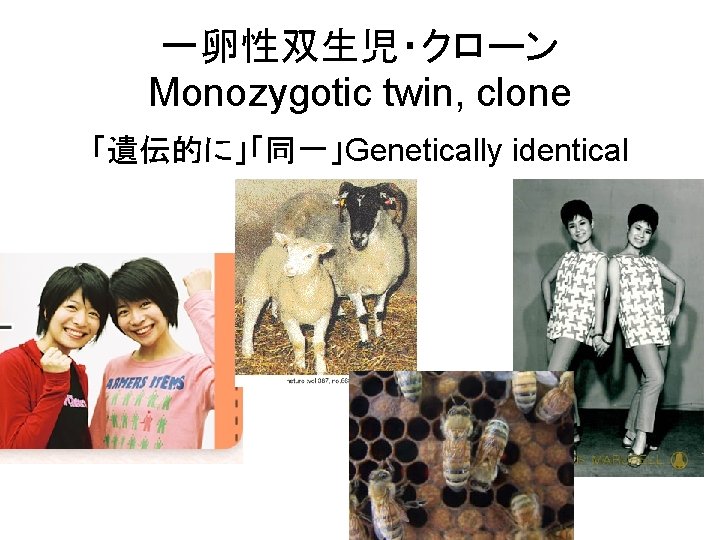 一卵性双生児・クローン Monozygotic twin, clone 「遺伝的に」「同一」Genetically identical 