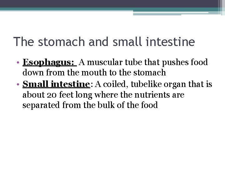 The stomach and small intestine • Esophagus: A muscular tube that pushes food down