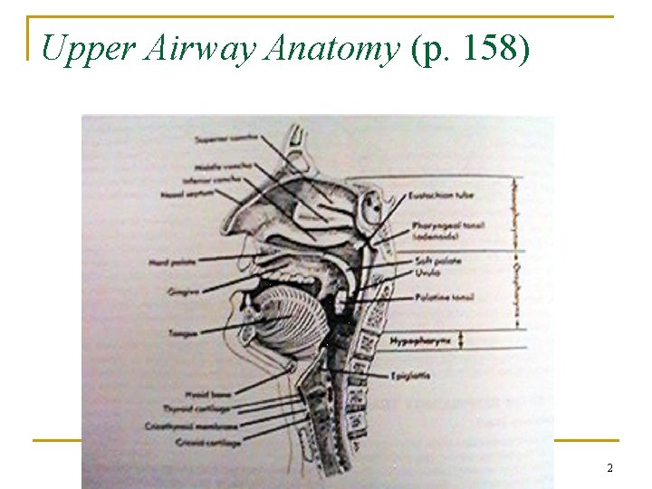 Upper Airway Anatomy (p. 158) 2 