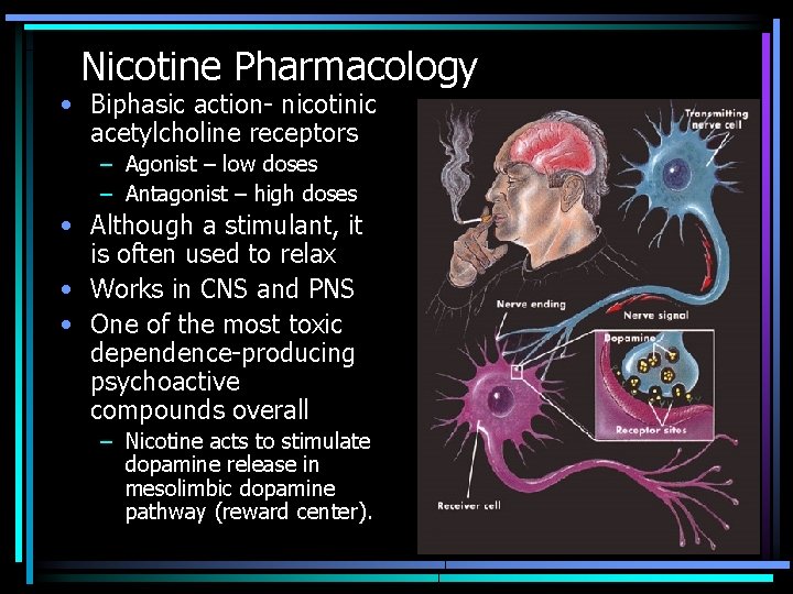 Nicotine Pharmacology • Biphasic action- nicotinic acetylcholine receptors – Agonist – low doses –