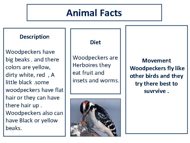 Animal Facts Description Woodpeckers have big beaks. and there colors are yellow, dirty white,