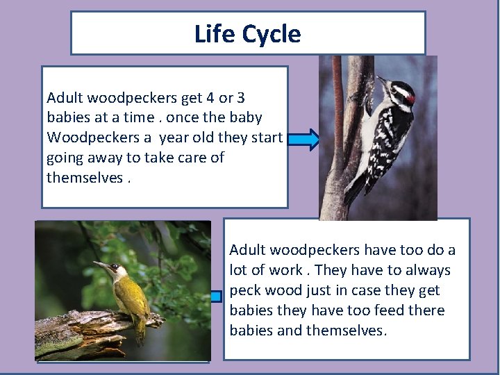 Life Cycle Adult woodpeckers get 4 or 3 babies at a time. once the