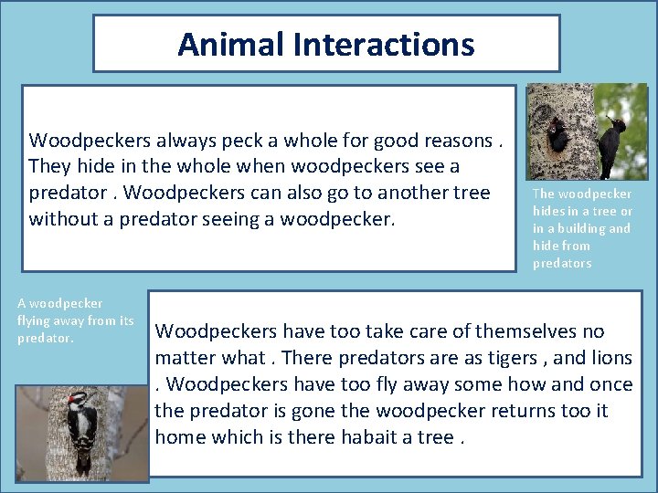 Animal Interactions Woodpeckers always peck a whole for good reasons. They hide in the