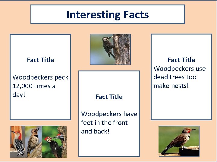 Interesting Facts Fact Title Woodpeckers peck 12, 000 times a day! A pic to