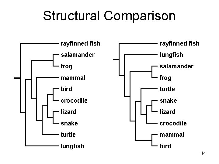 Structural Comparison rayfinned fish salamander lungfish frog salamander mammal frog bird turtle crocodile snake