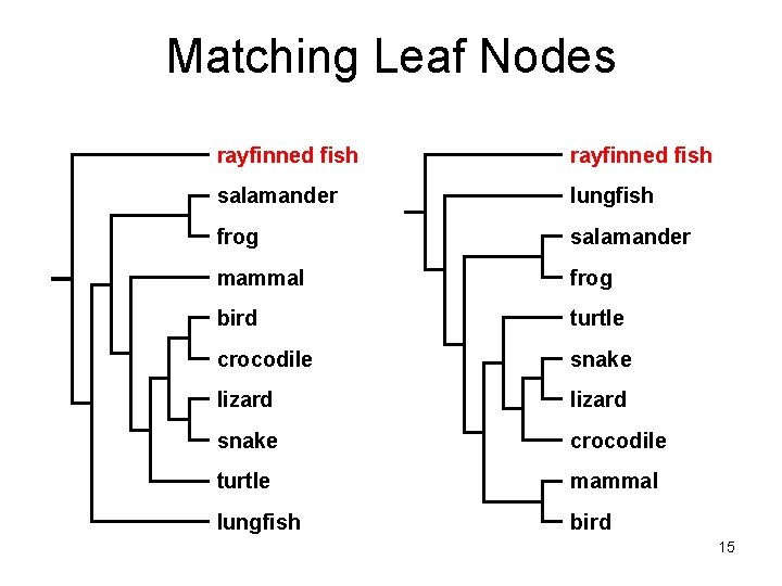 Matching Leaf Nodes rayfinned fish salamander lungfish frog salamander mammal frog bird turtle crocodile