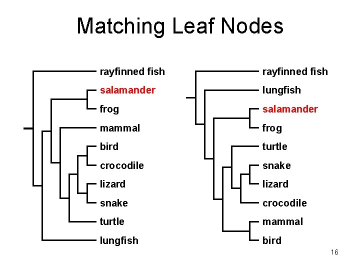 Matching Leaf Nodes rayfinned fish salamander lungfish frog salamander mammal frog bird turtle crocodile