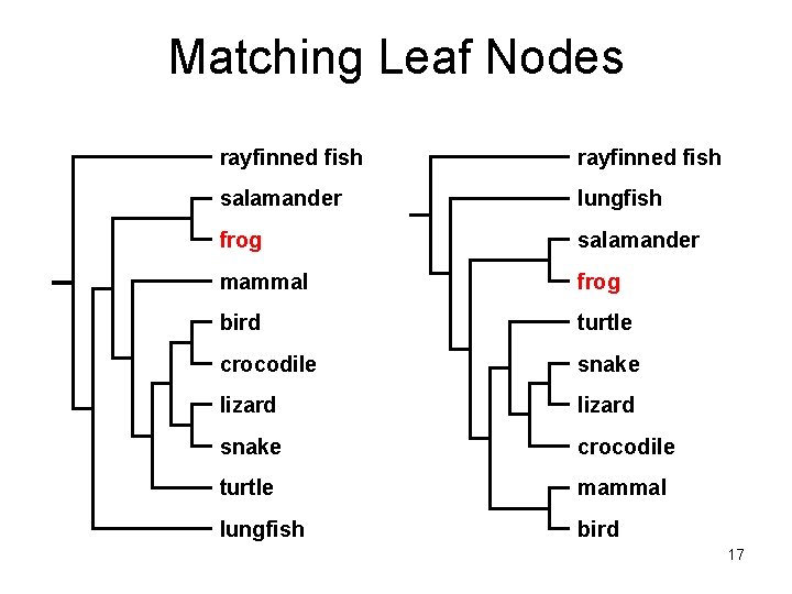 Matching Leaf Nodes rayfinned fish salamander lungfish frog salamander mammal frog bird turtle crocodile