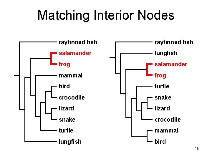 Matching Interior Nodes rayfinned fish salamander lungfish frog salamander mammal frog bird turtle crocodile