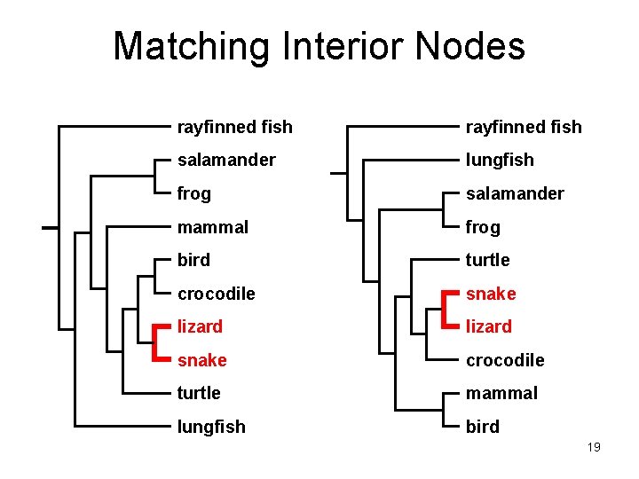 Matching Interior Nodes rayfinned fish salamander lungfish frog salamander mammal frog bird turtle crocodile