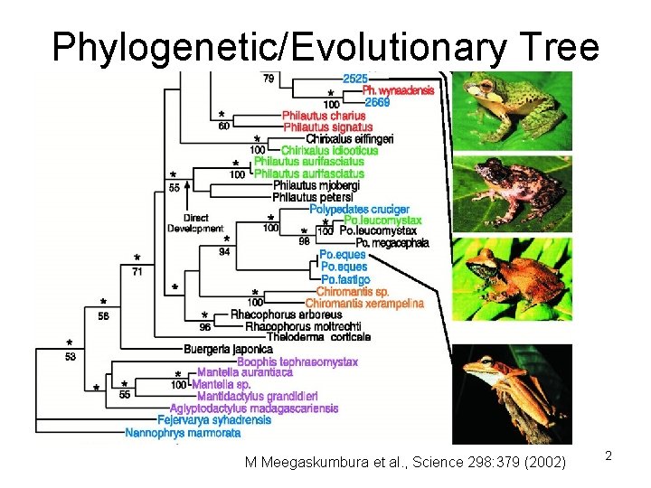 Phylogenetic/Evolutionary Tree M Meegaskumbura et al. , Science 298: 379 (2002) 2 