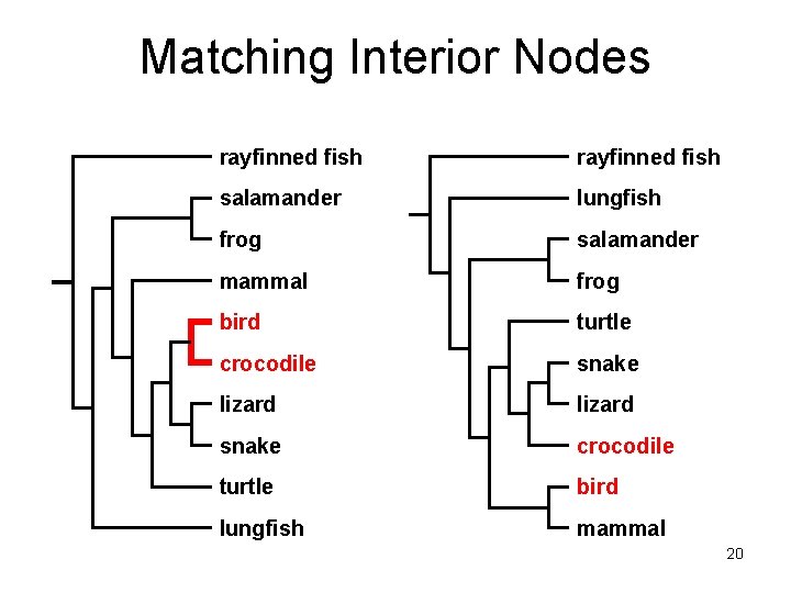 Matching Interior Nodes rayfinned fish salamander lungfish frog salamander mammal frog bird turtle crocodile