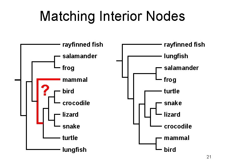 Matching Interior Nodes ? rayfinned fish salamander lungfish frog salamander mammal frog bird turtle