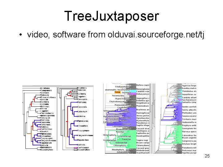 Tree. Juxtaposer • video, software from olduvai. sourceforge. net/tj 25 