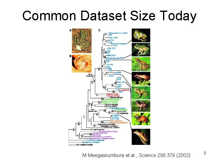 Common Dataset Size Today M Meegaskumbura et al. , Science 298: 379 (2002) 3