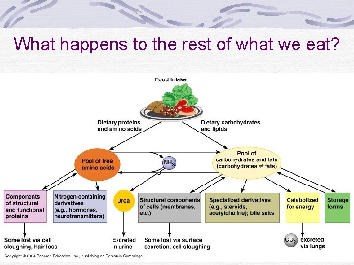 What happens to the rest of what we eat? 