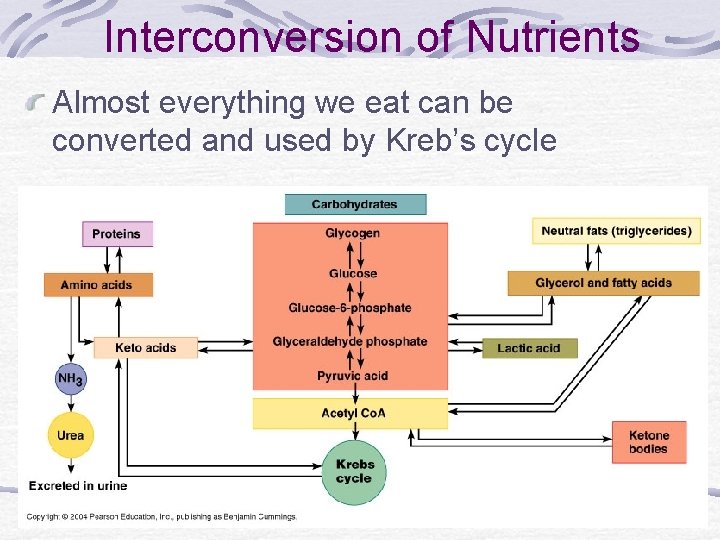 Interconversion of Nutrients Almost everything we eat can be converted and used by Kreb’s