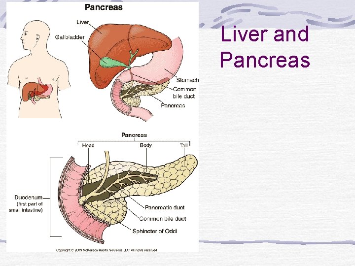 Liver and Pancreas 