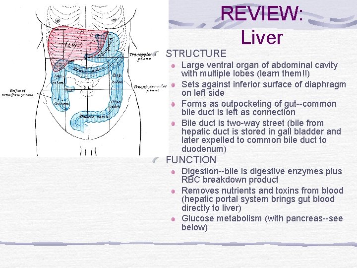 REVIEW: Liver STRUCTURE Large ventral organ of abdominal cavity with multiple lobes (learn them!!)