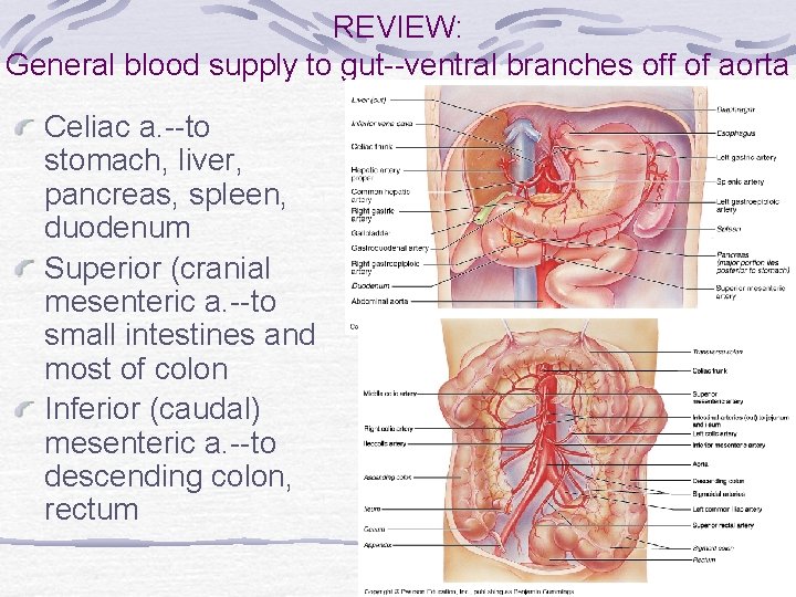 REVIEW: General blood supply to gut--ventral branches off of aorta Celiac a. --to stomach,