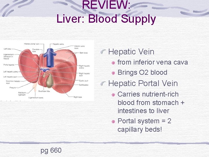 REVIEW: Liver: Blood Supply Hepatic Vein from inferior vena cava Brings O 2 blood