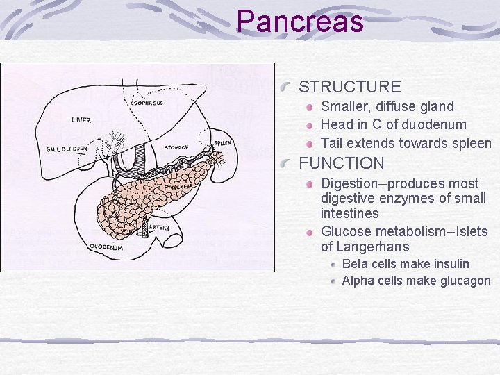Pancreas STRUCTURE Smaller, diffuse gland Head in C of duodenum Tail extends towards spleen