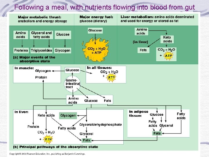 Following a meal, with nutrients flowing into blood from gut 