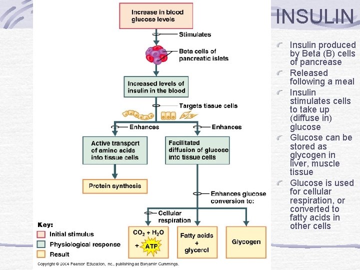 INSULIN Insulin produced by Beta (B) cells of pancrease Released following a meal Insulin