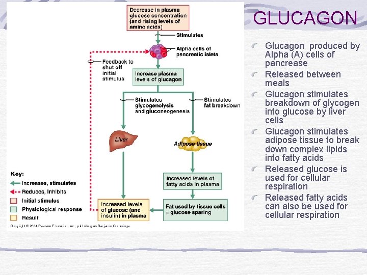 GLUCAGON Glucagon produced by Alpha (A) cells of pancrease Released between meals Glucagon stimulates