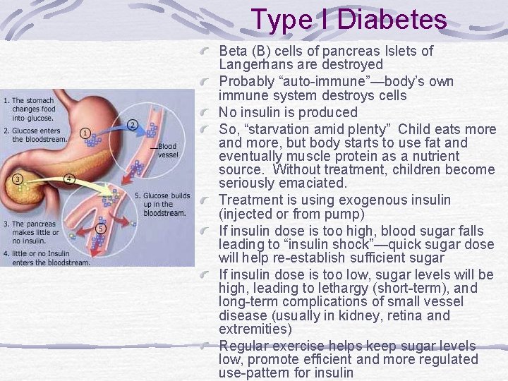 Type I Diabetes Beta (B) cells of pancreas Islets of Langerhans are destroyed Probably