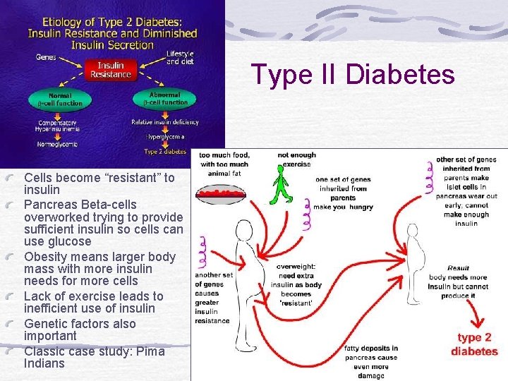 Type II Diabetes Cells become “resistant” to insulin Pancreas Beta-cells overworked trying to provide