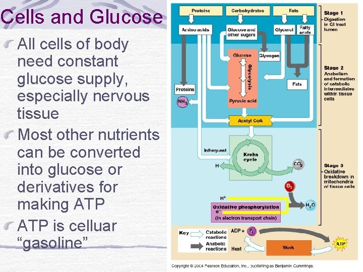 Cells and Glucose All cells of body need constant glucose supply, especially nervous tissue